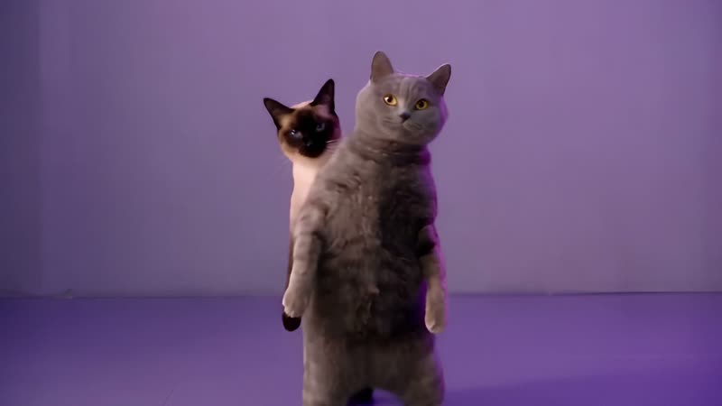 Meet the duo, a frame from a NEON-inspired cat dance routine