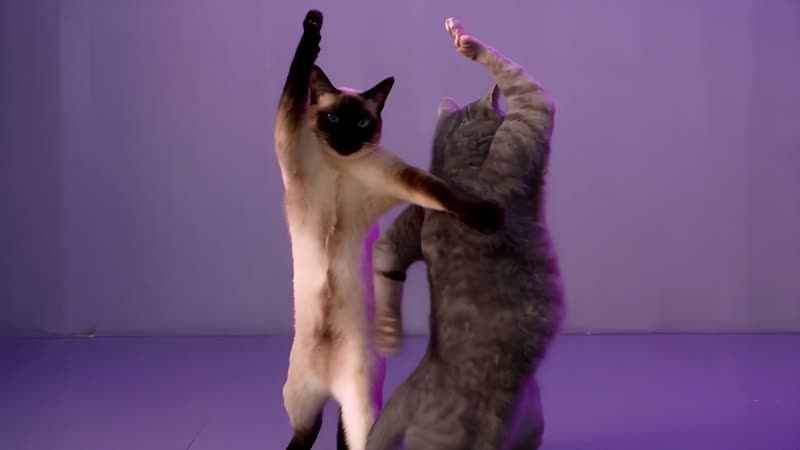 Paws up, a frame from a NEON-inspired cat dance routine