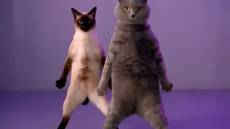 Turn together, a frame from a NEON-inspired cat dance routine